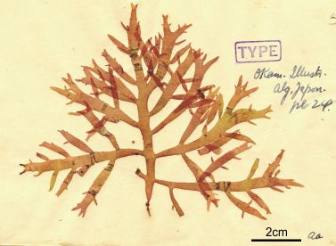 the type specimen of Champia bifida Okam.